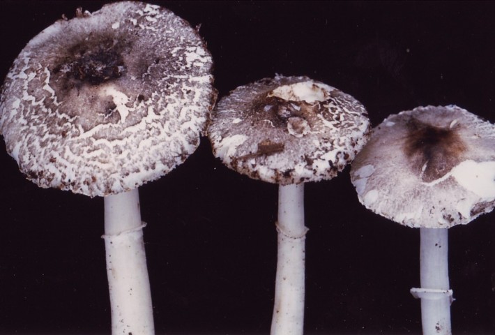 Leucoagaricus fuligineodiffractus Bellu et Lanzoni